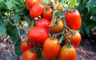 pomidorų krūmai Darenka
