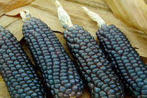 Mustan maissin edut ja haitat, sen ominaisuudet ja lääkevalmisteiden valmistaminen