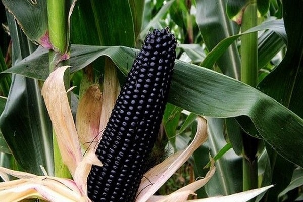 black corn