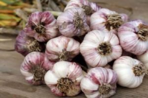 Descrizione della varietà di aglio Dobrynya, caratteristiche di coltivazione e cura