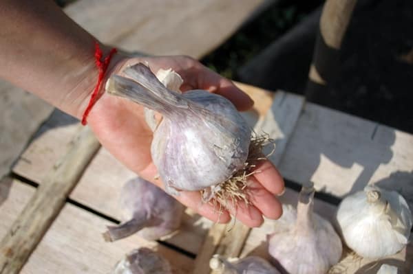 garlic Komsomolets in hand