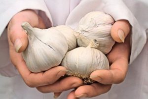 Popis odrůd česneku Messidor a Germidor, vlastnosti pěstování a výnos