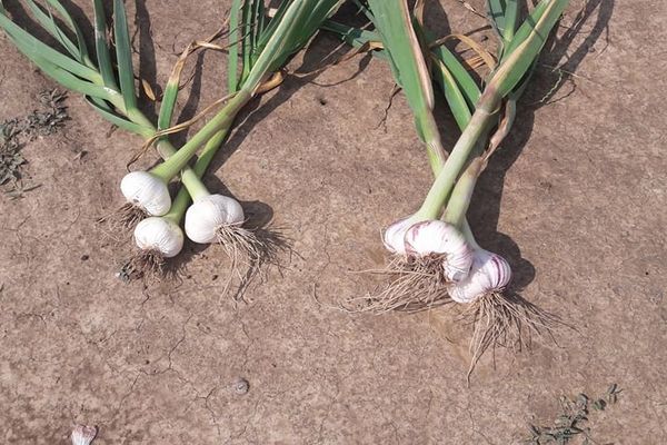 cultivarea usturoiului