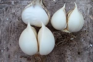 Opis, výsadba, starostlivosť a pestovanie cibule cesnaku cesnaku Rocambol