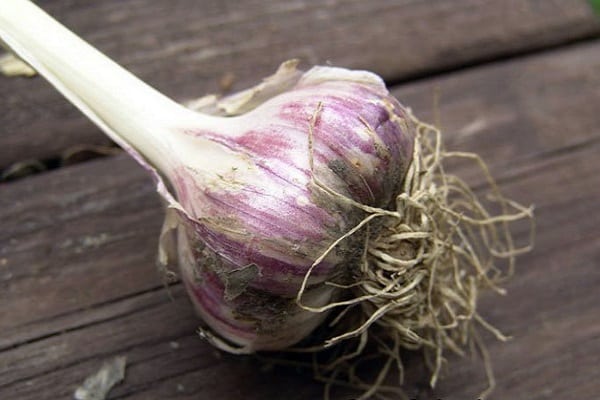 varietal garlic