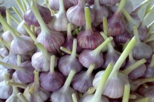 Tipuri și nume ale celor mai bune soiuri de usturoi, cu o descriere