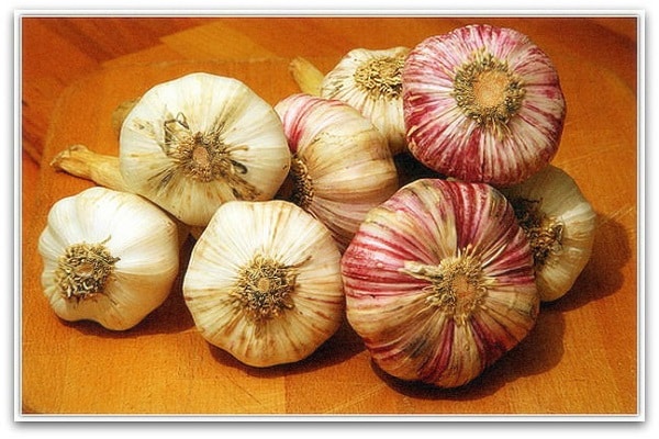 garlic with description