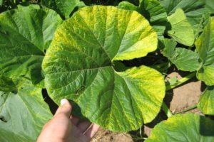 Cause, tipi e trattamento della clorosi delle foglie di cetriolo