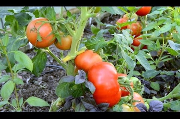 tomatsoluppgång i trädgården