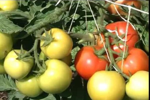paradajka kríky svitania