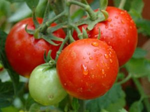 Valya domates çeşidinin tanımı, özellikleri ve verimi