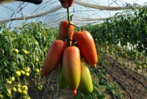 Descripción de la variedad de tomate Aydar, sus características y sabor