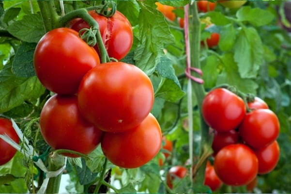 domates çalıları Aristokrat