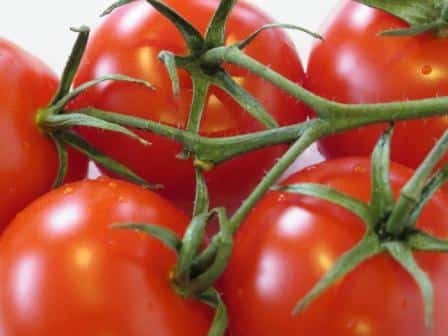 verschijning van tomaat Aristocraat