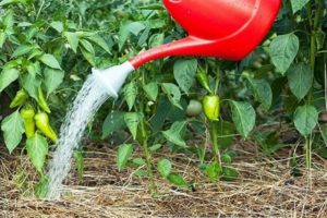 Kako hraniti papar jodom i može li se koristiti kao gnojivo?
