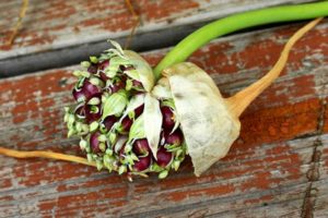 Ako pestovať a pestovať cesnak zo žiaroviek?