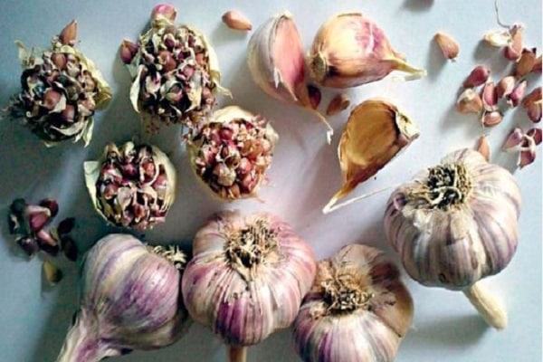 garlic culture