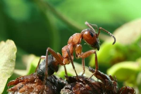 μικρό μυρμήγκι
