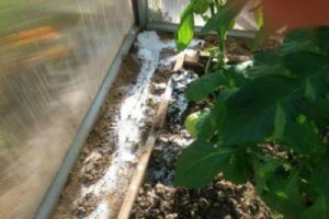 Com desfer-se ràpidament de les formigues en un hivernacle amb cogombres, què fer?