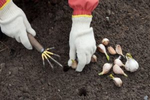Quando piantare l'aglio in autunno, come prepararlo e come trattare il giardino prima di piantare?