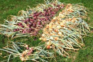 Kā un kur labāk nožūt sīpolus pēc ražas novākšanas no dārza