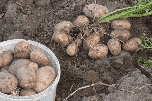 uprawiać ziemniaki