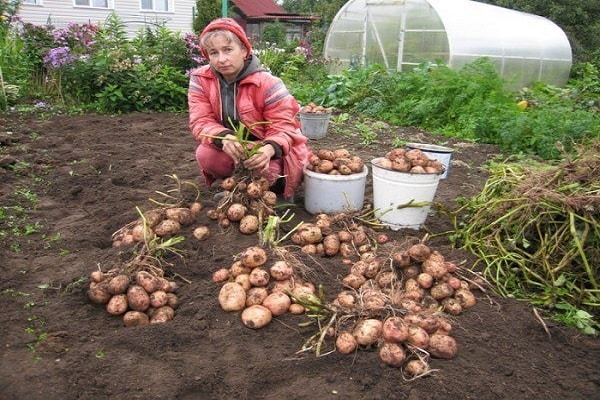 bramborová pole