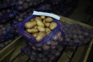 Descripció de la varietat de patates Aurora, característiques del cultiu i cura
