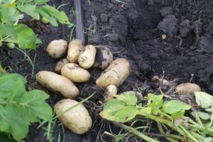 Description of the Impala potato variety, features of cultivation and care