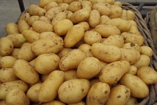 gewone aardappelen