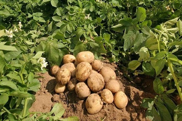 Kartoffeln Meteor