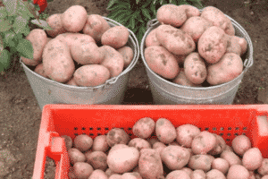Περιγραφή της ποικιλίας πατάτας Rocco, συστάσεις για καλλιέργεια και φροντίδα