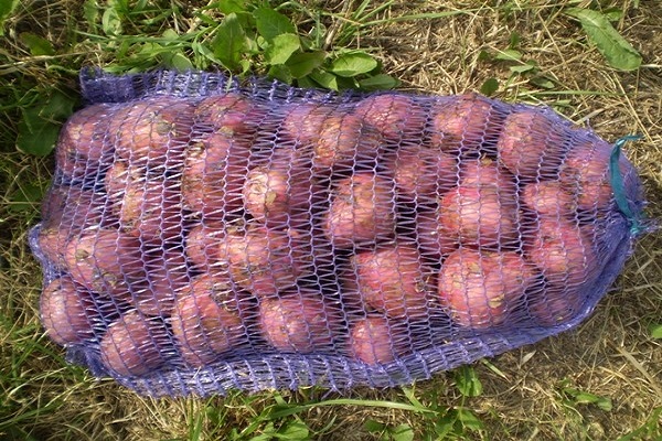 pytel brambor
