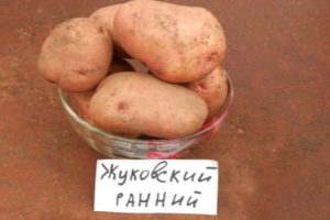 Descrizione della varietà di patate Zhukovsky all'inizio, caratteristiche di coltivazione e cura