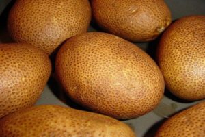 Beschrijving van de kiwi-aardappelvariëteit, zijn kenmerken en opbrengst
