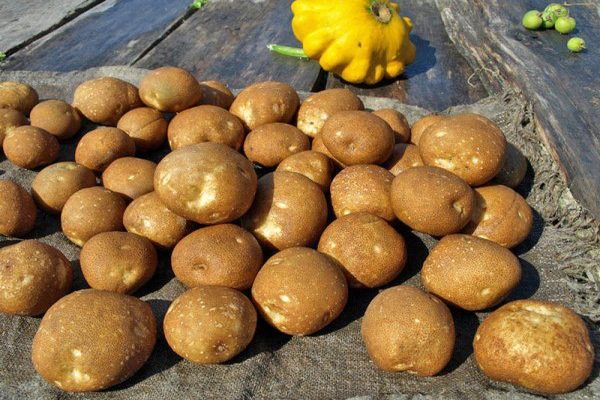 aardappelknollen