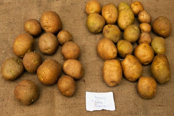 pěstování brambor