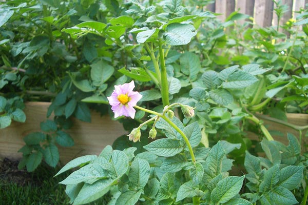 kvetoucí brambory v zahradě