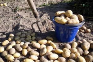 When can you dig young potatoes after flowering?