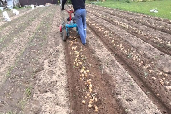 scavare le patate