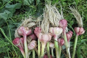 When do you need to dig garlic in Russia and the regions?