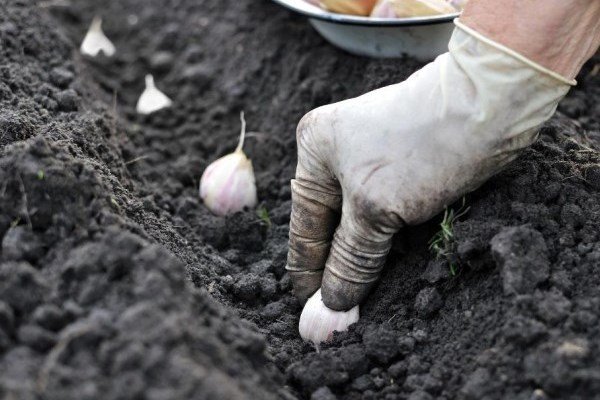 piantare l'aglio in giardino