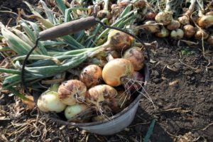 ¿Cuándo necesita cosechar cebollas en la región de Moscú y la región en 2020 para su almacenamiento?