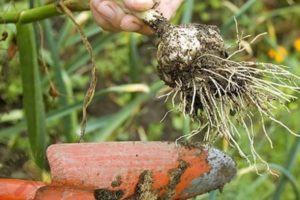 Quando è necessario scavare l'aglio nelle regioni di Samara, Volgograd e Ulyanovsk e Saratov?