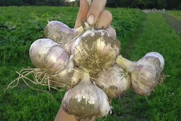 collect garlic
