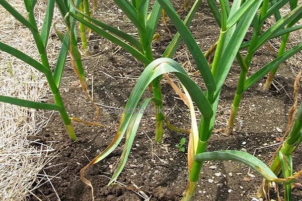 When is it necessary to dig up winter garlic in the Leningrad Region?