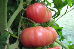 Descripción de la variedad de tomate comandante del Regimiento, sus características y cultivo.
