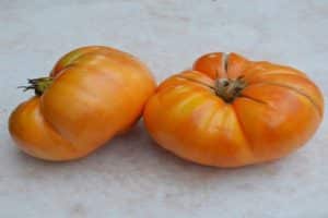 Tomaattilajikkeen kuvaus Kesäsiideri, viljely ja hoito