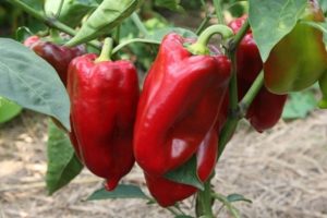 Popis a pěstování nejlepších odrůd papriky zeleninové