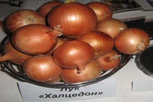 Beschreibung der Chalcedon-Zwiebel, ihrer Eigenschaften und ihres Anbaus aus Samen